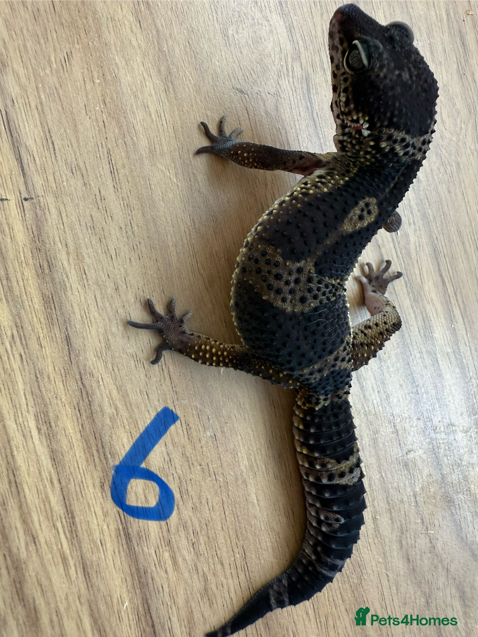 Gecko reptiles Leopard geckos  - Advert 19