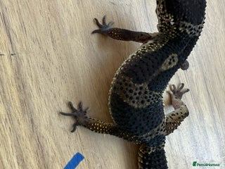 Gecko reptiles Leopard geckos - Advert 20