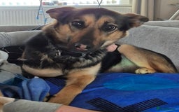 Mixed Breed dogs for sale: Newzealand shepherd  - Image 2