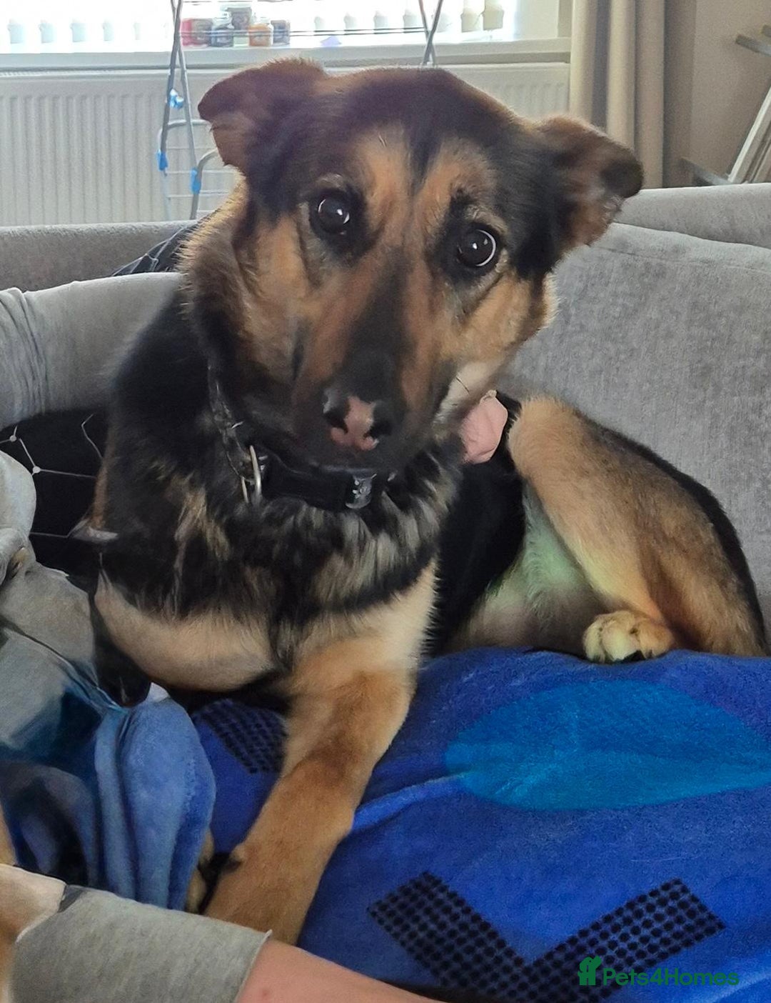 Mixed Breed dogs for sale: Newzealand shepherd  - Image 2