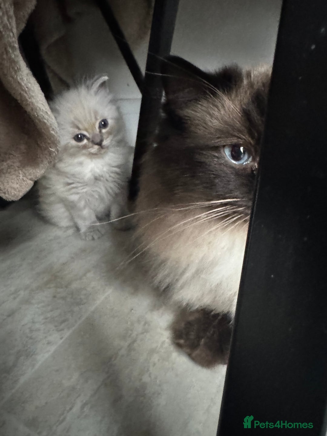 Ragdoll cats for sale: Ragdoll kittens - Advert 2