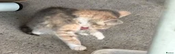 Mixed Breed cats for sale: 5 lovely female kittens for sale - Advert 9