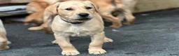 Labrador Retriever dogs for sale: KC REGISTERED LABRADOR PUPPIES - Advert 3