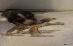 Beagle dogs for sale: Beagle  - Image 18