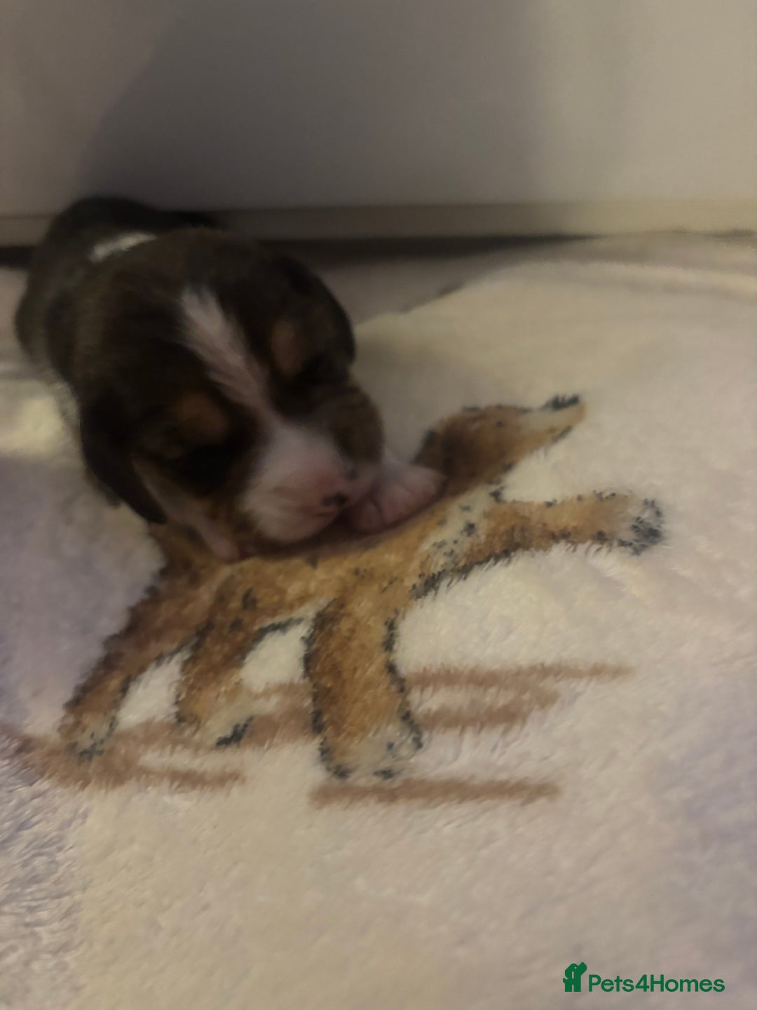 Beagle dogs for sale: Beagle  - Image 18