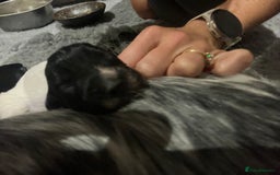 Cocker Spaniel dogs for sale: Beautiful Working Cocker Spaniel Puppies for Sale - Image 15