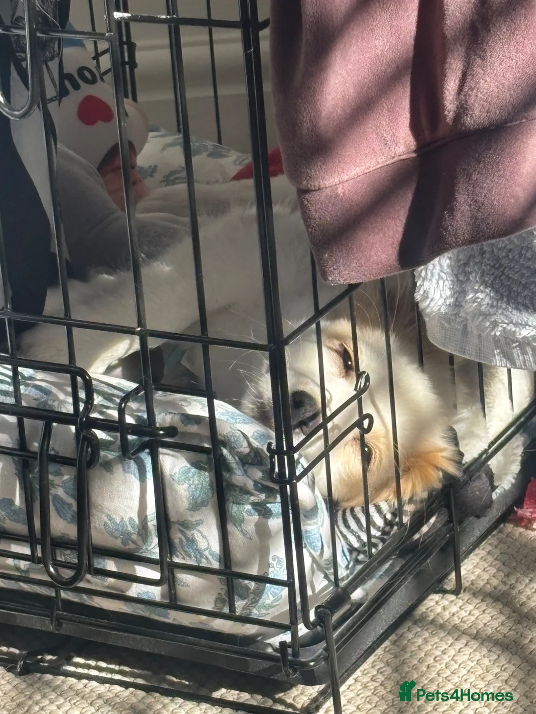 Mixed Breed dogs for sale: Chico in Pershore - Advert 6