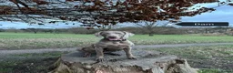 Weimaraner dogs for sale: Stunning pedigree puppies, London, ready 18 Sep - Advert 5