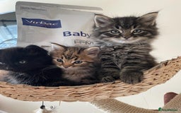 Mixed Breed cats for sale: Fluffy kittens  - Image 11