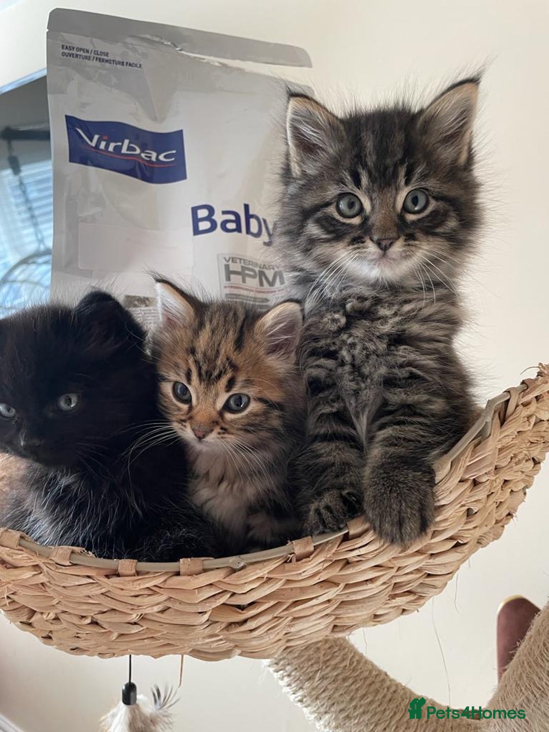 Mixed Breed cats for sale: Fluffy kittens  - Image 11
