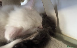 Siberian cats for sale: Pure White Siberian Boy - Image 7