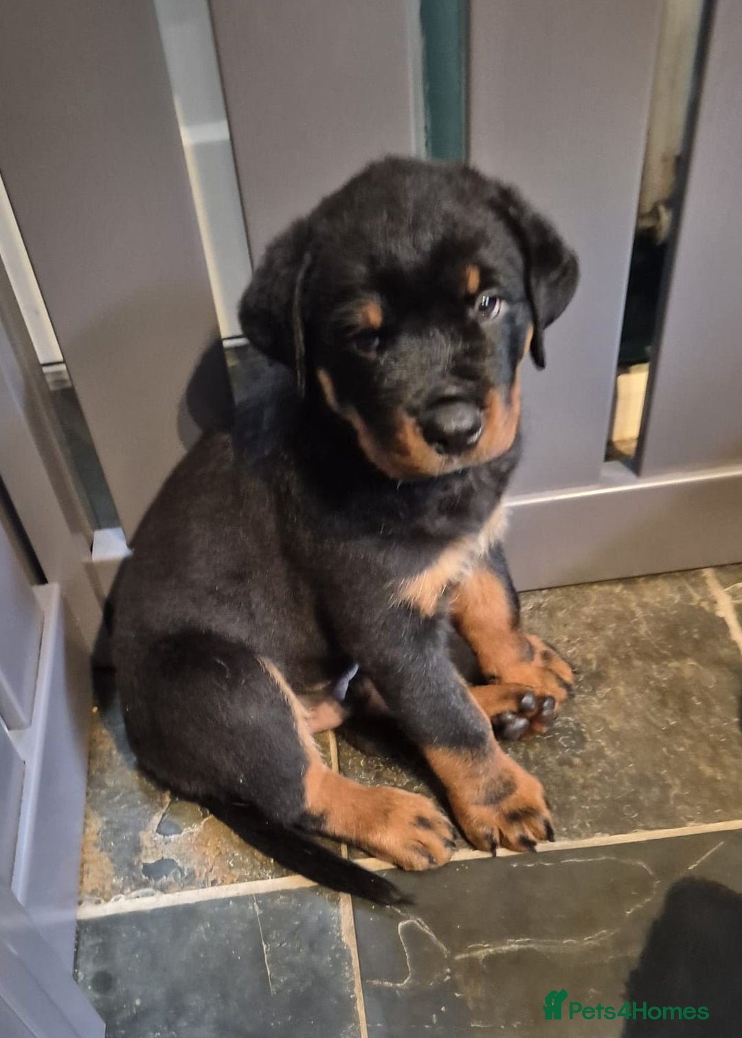 Rottweiler dogs for sale: Rottweiler Puppies in Great Yarmouth - Image 14