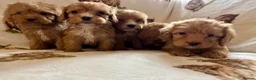 Cockapoo dogs for sale: F1 health clear cockapoo puppies  - Advert 12