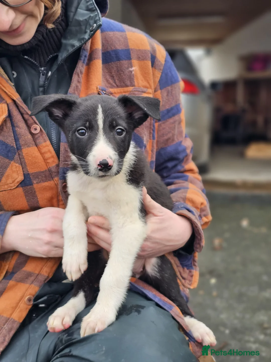 Mixed Breed dogs for sale: Huntaway x Collie X New Zealand Collie - Advert 1