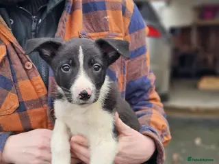 Mixed Breed dogs Huntaway x Collie X New Zealand Collie - Advert 1