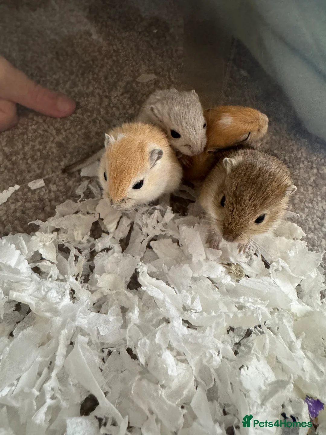 Gerbil rodents for sale: Baby gerbils  - Advert 6