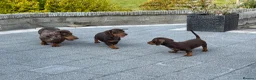 Miniature Dachshund dogs for sale: Gorgeous KC registered Miniature Dachshunds   - Advert 5