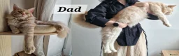 Maine Coon cats for sale: 3 maine coon kittens ready in Bury - Advert 23