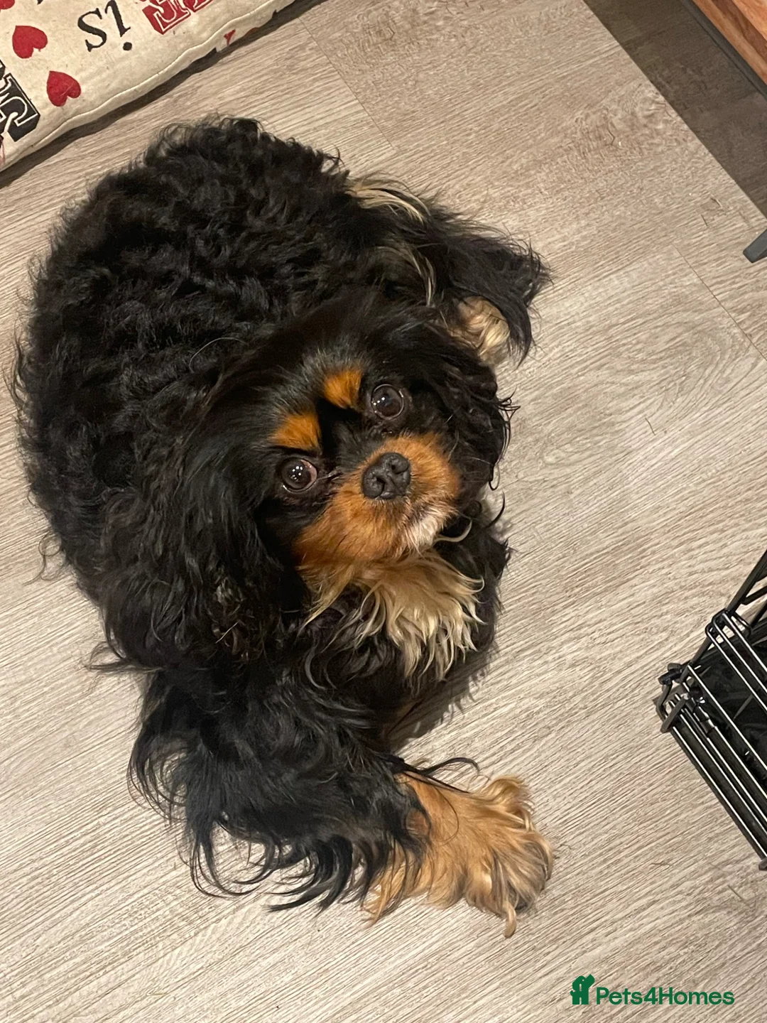 Cavalier King Charles Spaniel dogs for stud: 💙 HUGO 💙 KC Health tested dog for Stud.  - Advert 2