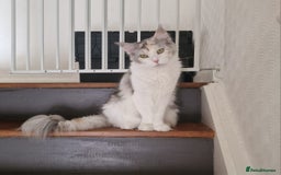 Maine Coon cats for sale: Maine coon  - Image 5