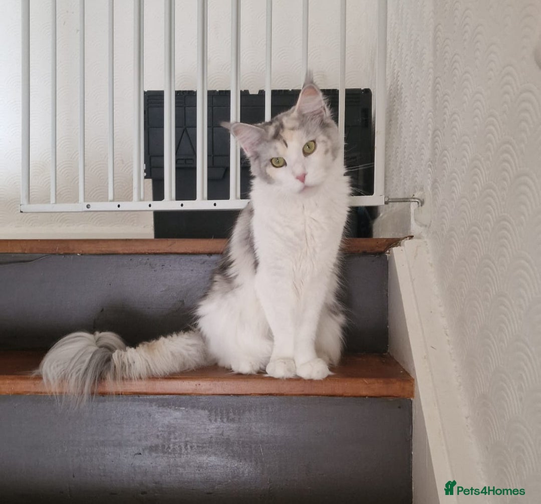 Maine Coon cats for sale: Maine coon  - Image 5