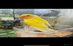 Lovebirds birds for sale: Tame lovebird - Image 1