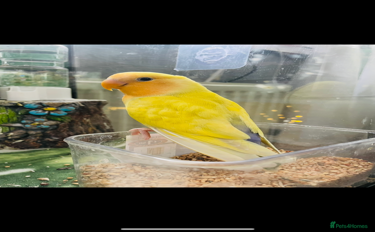 Lovebirds birds - Advert 11