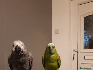 Parrots birds - Advert 2