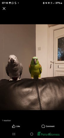 Parrots birds - Advert 1