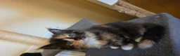 Mixed Breed cats for sale: 3 beautiful kittens - Advert 4
