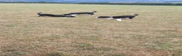 Border Collie dogs for sale: 4 border collie puppies for sale - Advert 6