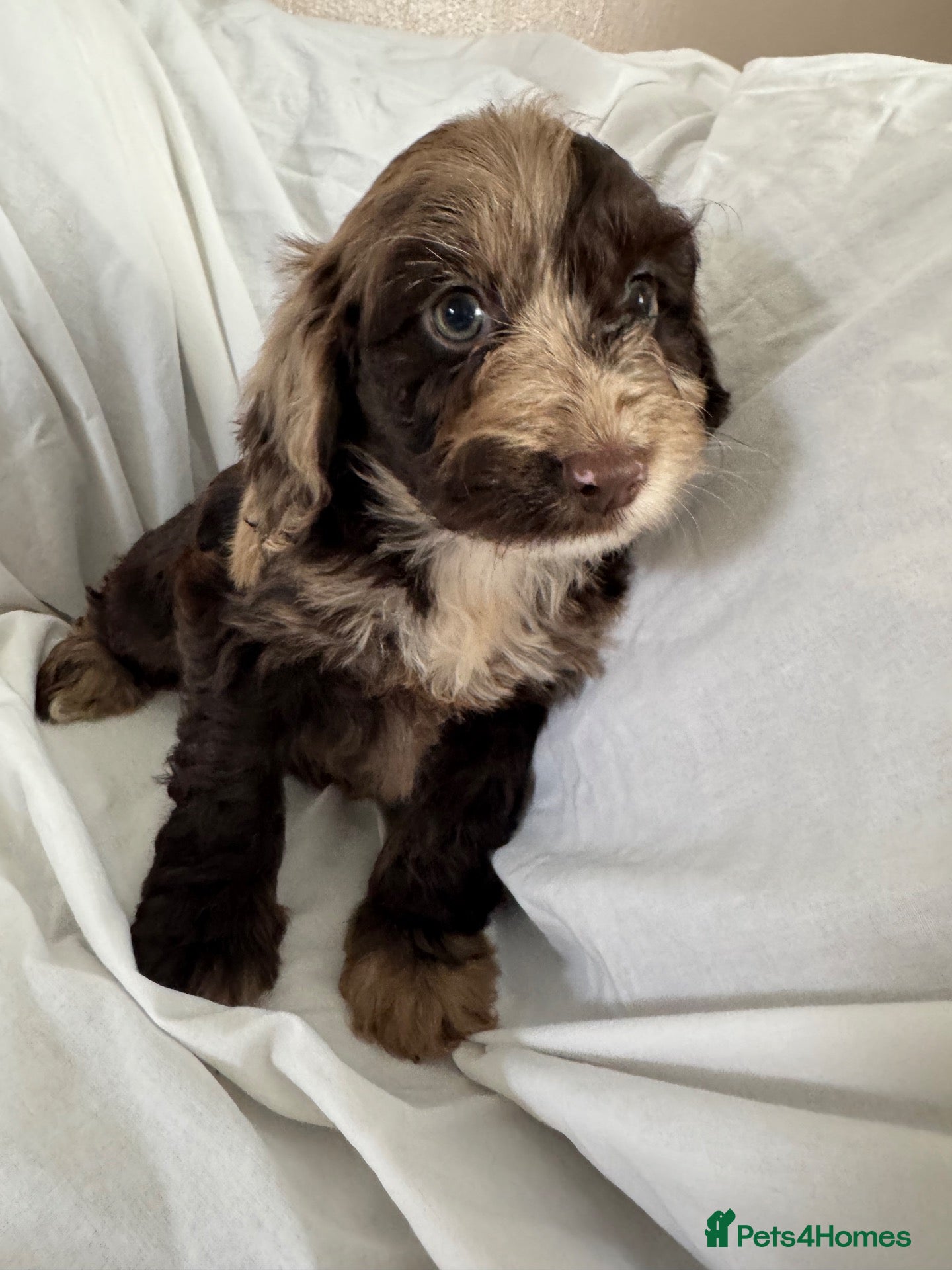 Cockapoo dogs F1 miniature cockapoos - Advert 1