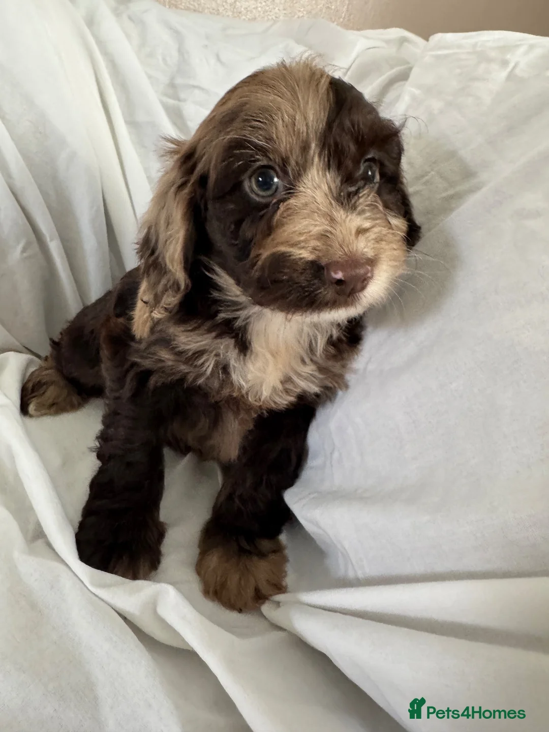 Cockapoo dogs for sale: F1 miniature cockapoos - Advert 1