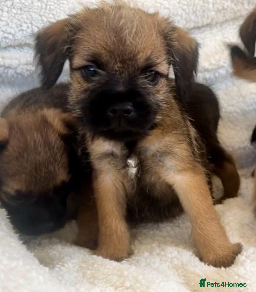 Border Terrier dogs for sale: Border terrier puppies  - Image 3