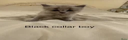 Ragdoll cats for sale: RARE RAGDOLL KITTENS - Advert 16