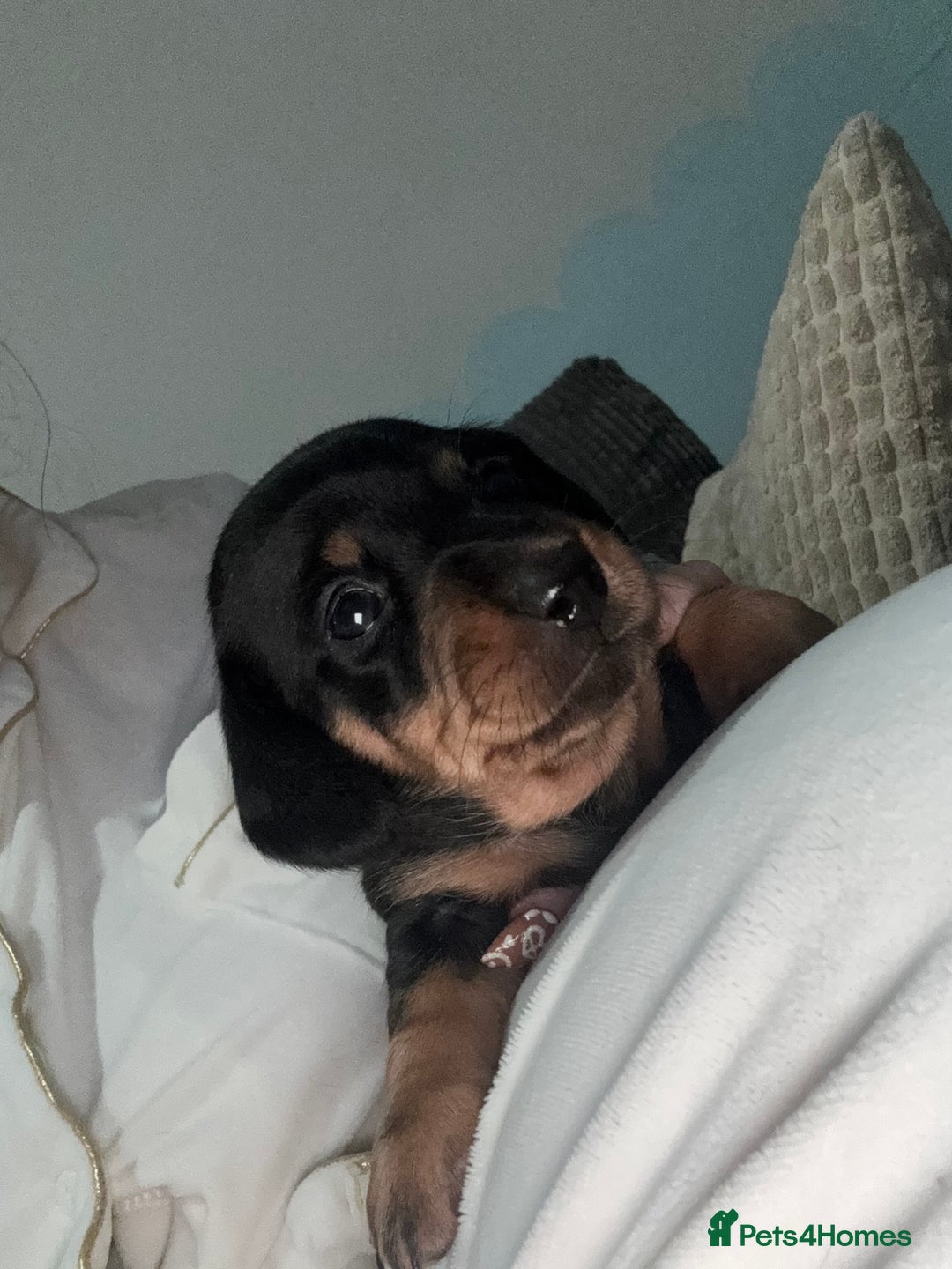 Dachshund dogs for sale: 4 miniature x jack russle   - Advert 2