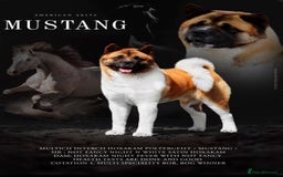 Akita dogs for sale: Kc registered Akita puppy 1 male  - Image 4