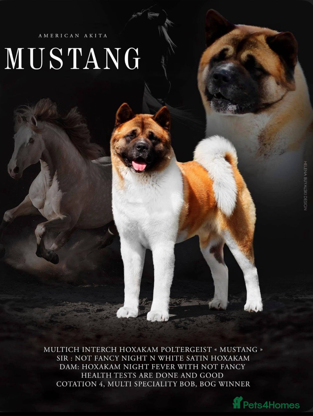 Akita dogs for sale: Kc registered Akita puppy 1 male  - Image 4