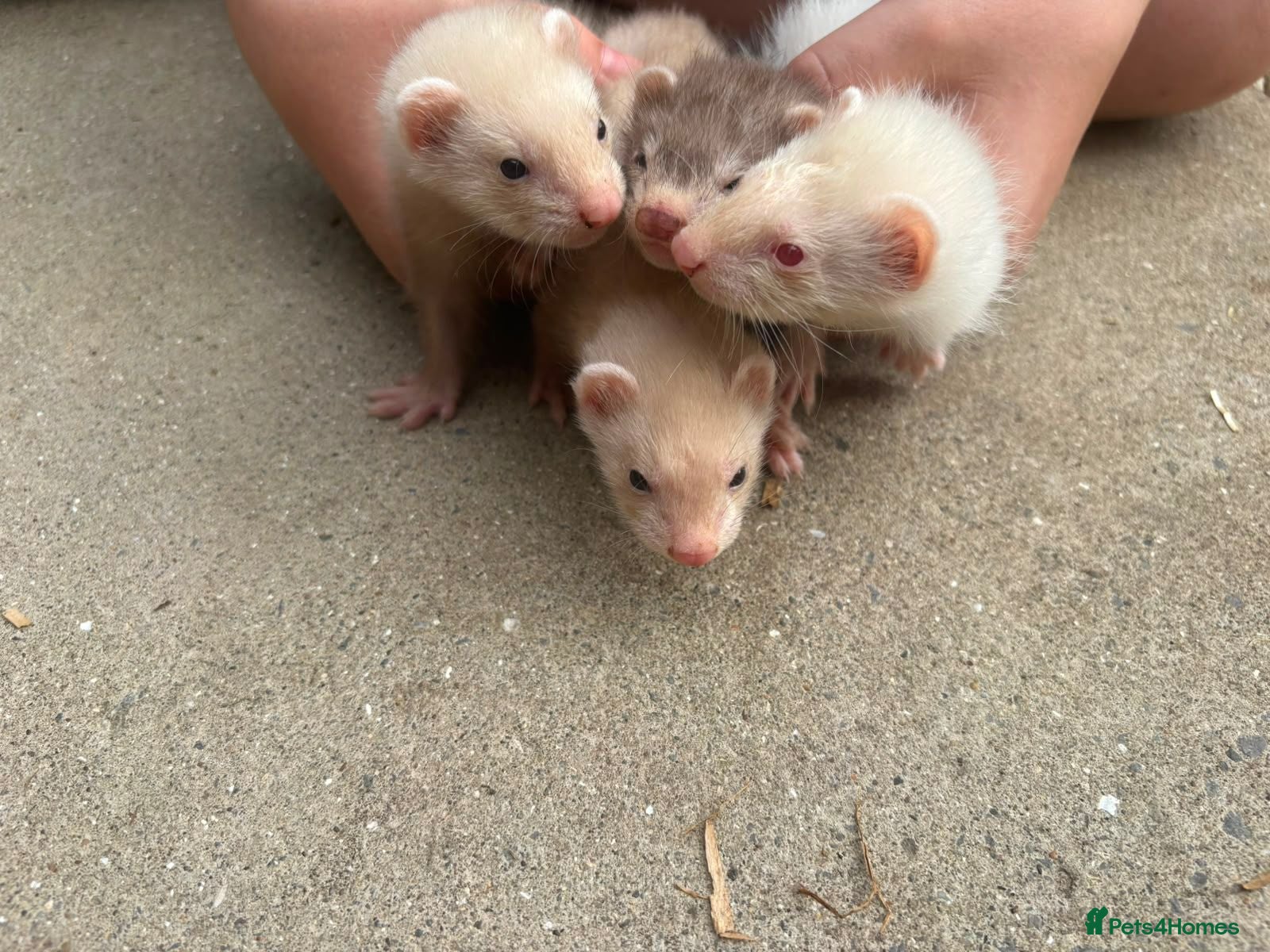 Ferret rodents Hobs  - Advert 2