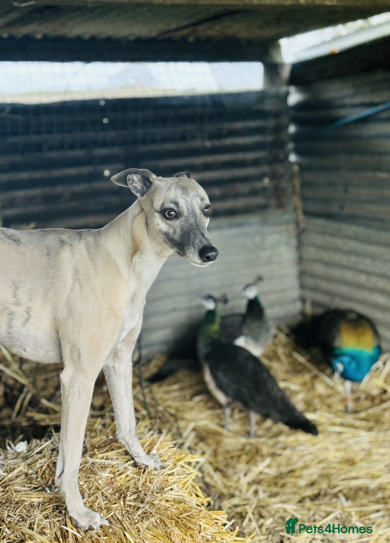 Whippet dogs Blue mix Whippet Puppies  - Advert 5