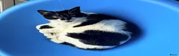 Mixed Breed cats for sale: 2 female cats in South Shields - Advert 1