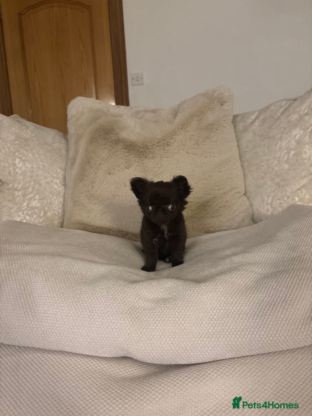 Chihuahua dogs for sale: Tiny long haired chihuahua girl !  - Advert 4