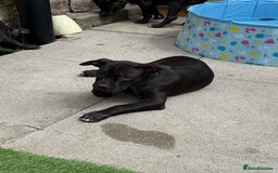 Staffordshire Bull Terrier dogs for sale: Staffy Puppy's for sell in Liverpool - Image 13