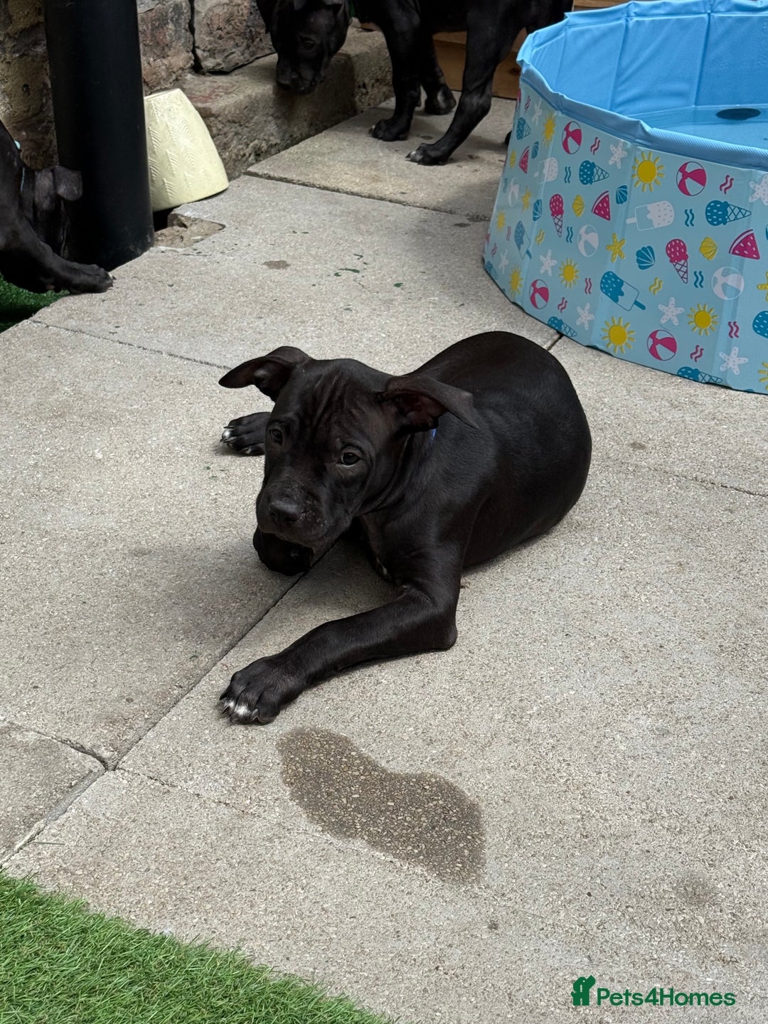Staffordshire Bull Terrier dogs for sale: Staffy Puppy's for sell in Liverpool - Image 13