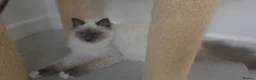 Ragdoll cats for sale: GCCF kittens are available active. - Advert 7