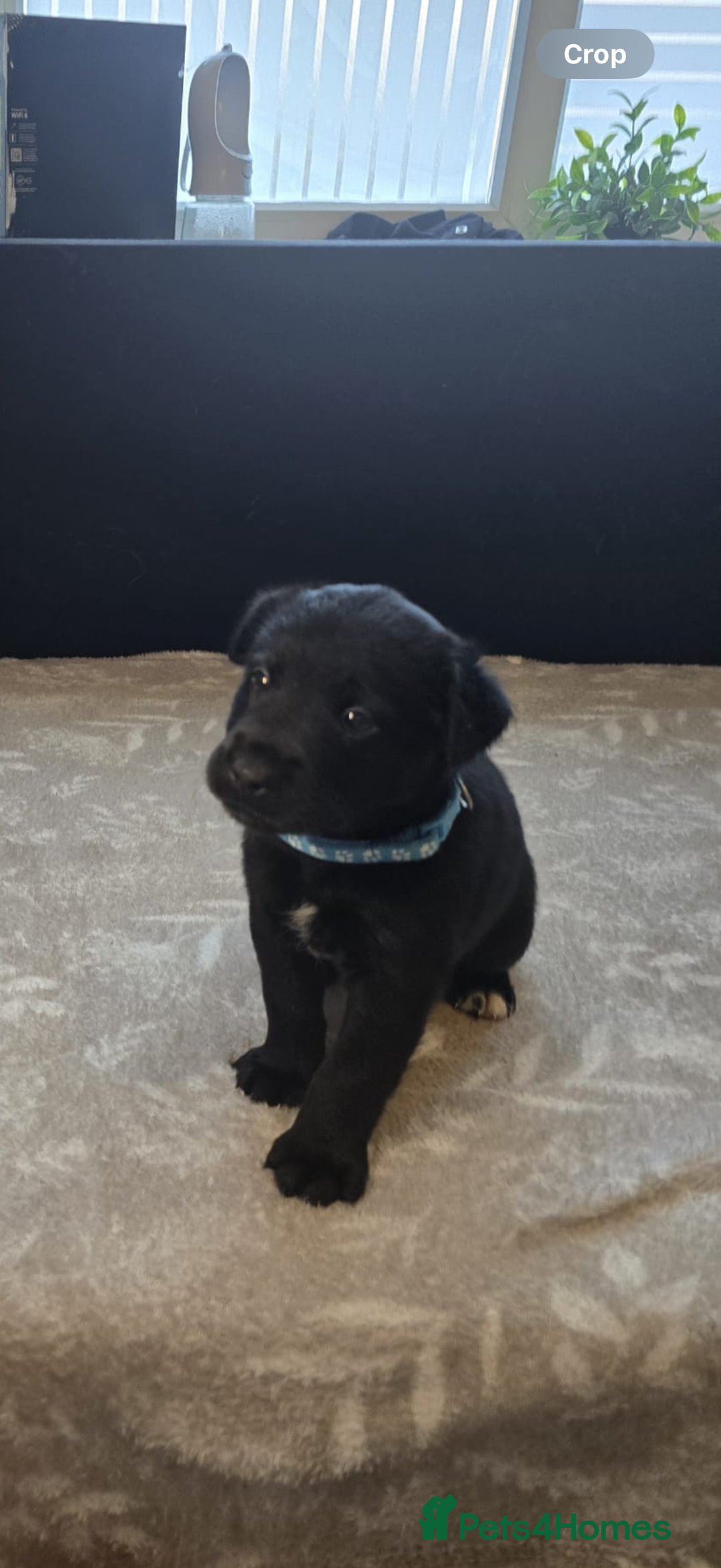 Mixed Breed dogs for sale: READY NOW - Goldador x Labrottie Miniature Puppies - Advert 5