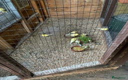 Canaries birds for sale: Dimorpic canaries  - Image 4