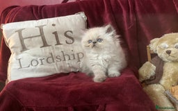 Persian cats for sale: Last kitten Ready Sat. Affectionate Persian Boy 🐾 - Image 11