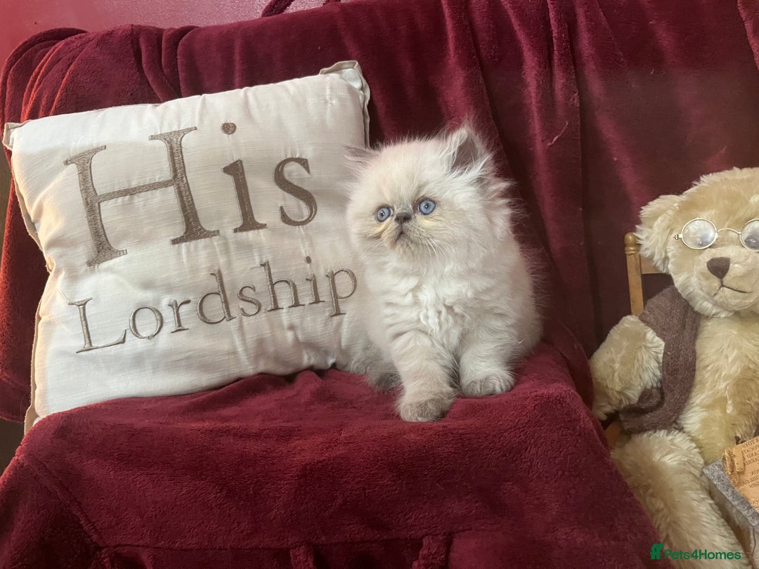 Persian cats for sale: Last kitten Ready Sat. Affectionate Persian Boy 🐾 - Image 11