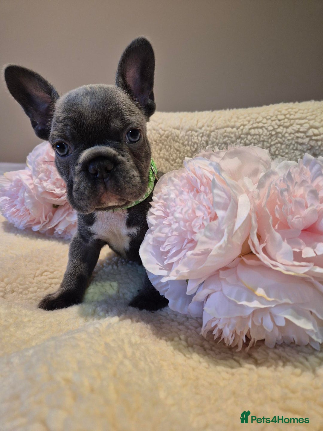 French Bulldog dogs for sale: 5* Council Licensed Breeder of 3 Stunning pups. - Advert 7